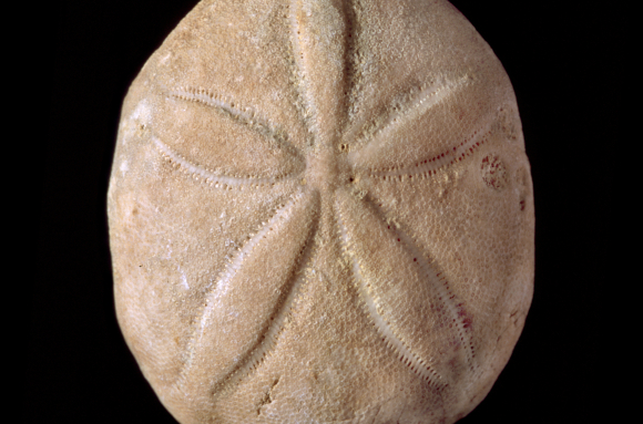 Oursin fossile régulier (Echinolampas sp.)